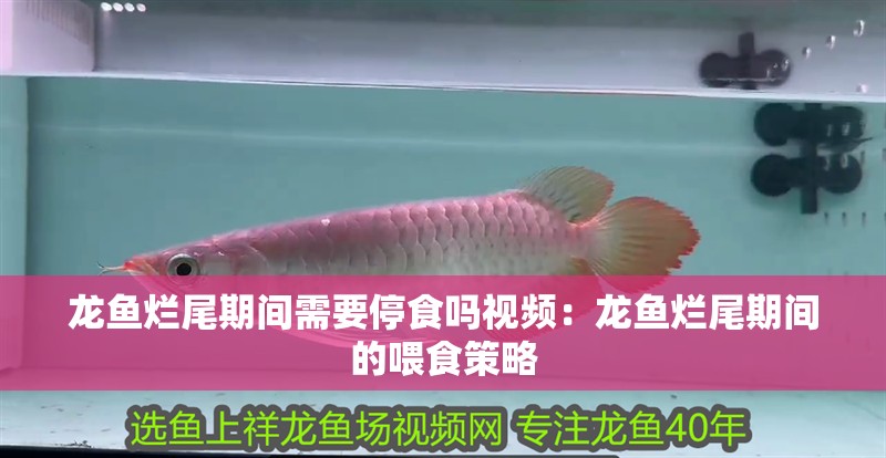 龍魚爛尾期間需要停食嗎視頻：龍魚爛尾期間的喂食策略