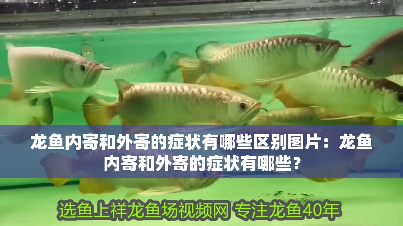 龍魚內(nèi)寄和外寄的癥狀有哪些區(qū)別圖片：龍魚內(nèi)寄和外寄的癥狀有哪些？