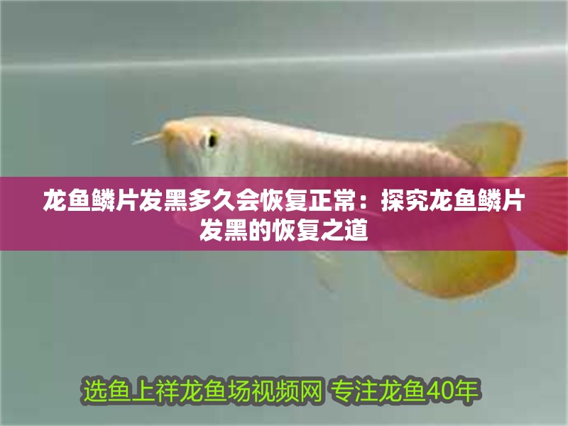 龍魚鱗片發黑多久會恢復正常：探究龍魚鱗片發黑的恢復之道