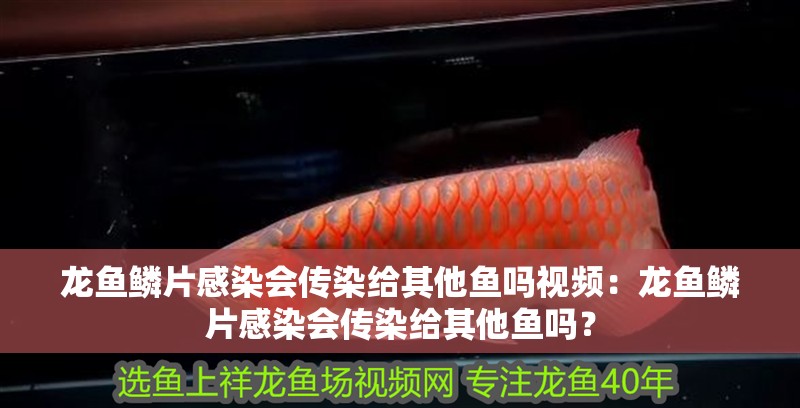 龍魚鱗片感染會傳染給其他魚嗎視頻：龍魚鱗片感染會傳染給其他魚嗎？