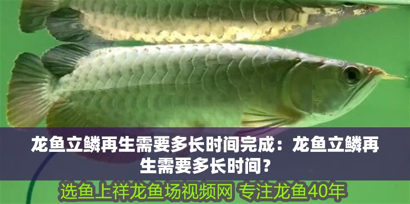 龍魚立鱗再生需要多長時間完成：龍魚立鱗再生需要多長時間？