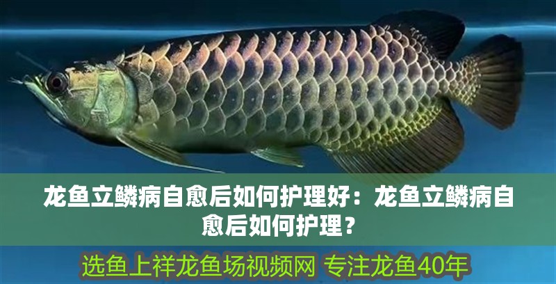 龍魚立鱗病自愈后如何護理好：龍魚立鱗病自愈后如何護理？