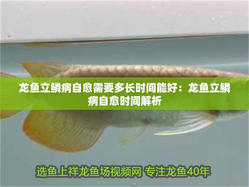 龍魚立鱗病自愈需要多長時間能好：龍魚立鱗病自愈時間解析
