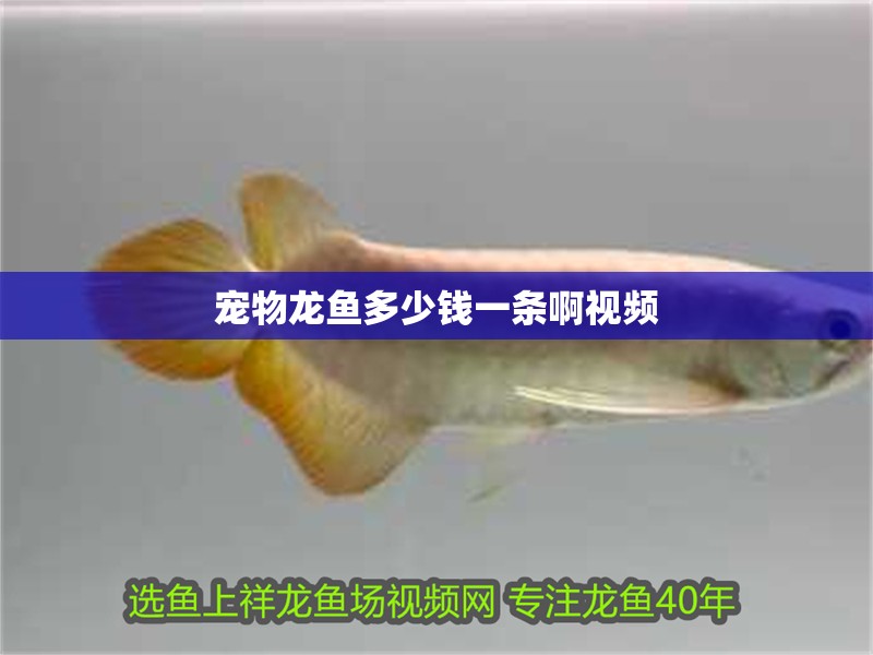 寵物龍魚多少錢一條啊視頻