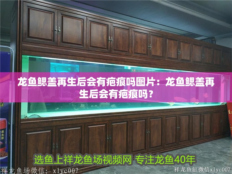 龍魚鰓蓋再生后會有疤痕嗎圖片：龍魚鰓蓋再生后會有疤痕嗎？