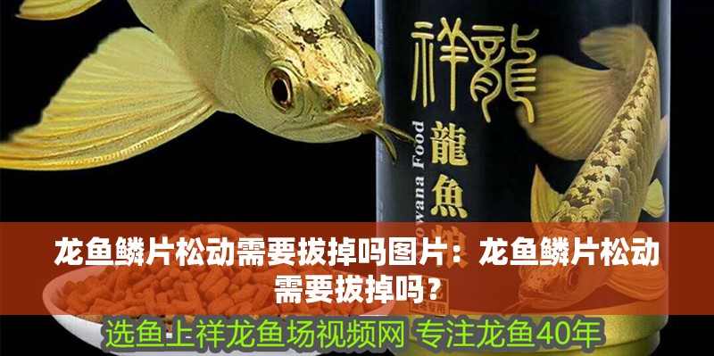 龍魚鱗片松動需要拔掉嗎圖片：龍魚鱗片松動需要拔掉嗎？