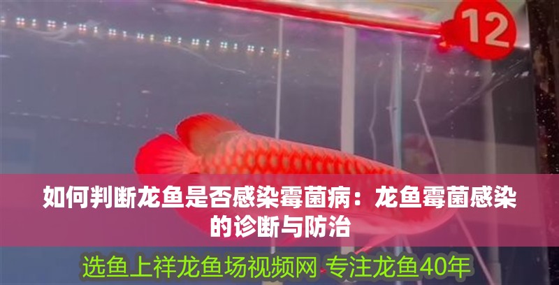 如何判斷龍魚是否感染霉菌病：龍魚霉菌感染的診斷與防治