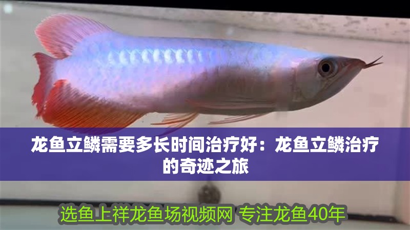 龍魚立鱗需要多長時間治療好：龍魚立鱗治療的奇跡之旅