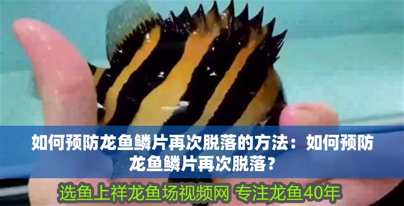 如何預(yù)防龍魚鱗片再次脫落的方法：如何預(yù)防龍魚鱗片再次脫落？