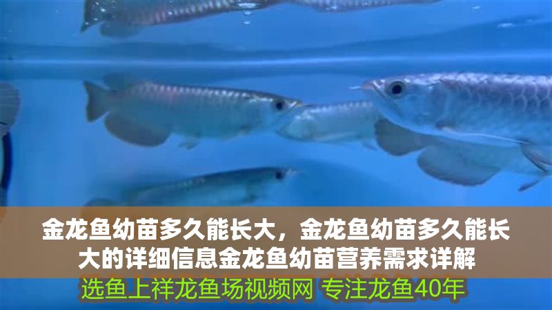 金龍魚幼苗多久能長大，金龍魚幼苗多久能長大的詳細信息金龍魚幼苗營養需求詳解 金龍魚幼苗多久能長大，金龍魚幼苗多久能長大的詳細信息金龍魚幼苗營養需求詳解 龍魚百科 第2張