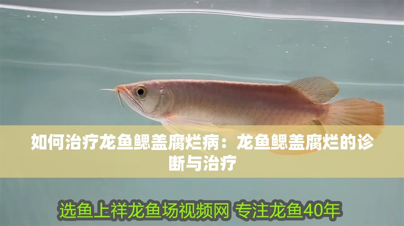 如何治療龍魚鰓蓋腐爛病：龍魚鰓蓋腐爛的診斷與治療