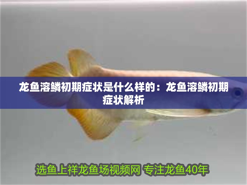 龍魚溶鱗初期癥狀是什么樣的：龍魚溶鱗初期癥狀解析
