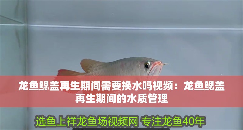 龍魚鰓蓋再生期間需要換水嗎視頻：龍魚鰓蓋再生期間的水質管理 龍魚鰓蓋再生期間需要換水嗎視頻：龍魚鰓蓋再生期間的水質管理 水族問答
