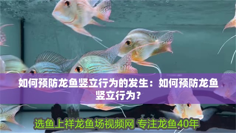 如何預防龍魚豎立行為的發生：如何預防龍魚豎立行為？