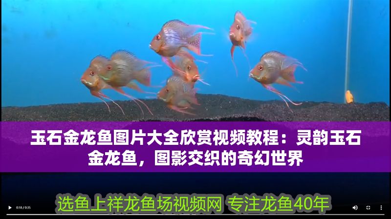 玉石金龍魚(yú)圖片大全欣賞視頻教程：靈韻玉石金龍魚(yú)，圖影交織的奇幻世界