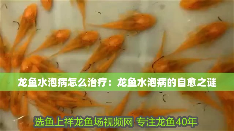 龍魚(yú)水泡病怎么治療：龍魚(yú)水泡病的自愈之謎