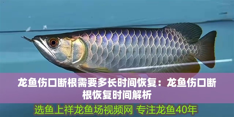 龍魚(yú)傷口斷根需要多長(zhǎng)時(shí)間恢復(fù)：龍魚(yú)傷口斷根恢復(fù)時(shí)間解析
