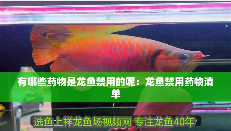 有哪些藥物是龍魚禁用的呢：龍魚禁用藥物清單