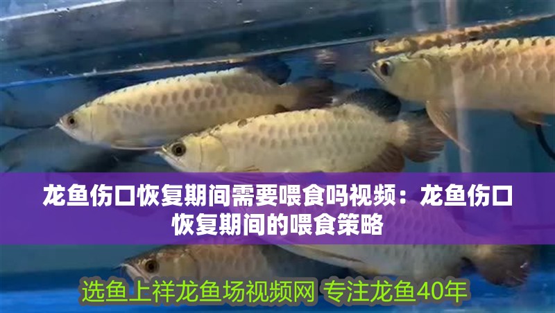 龍魚傷口恢復期間需要喂食嗎視頻：龍魚傷口恢復期間的喂食策略