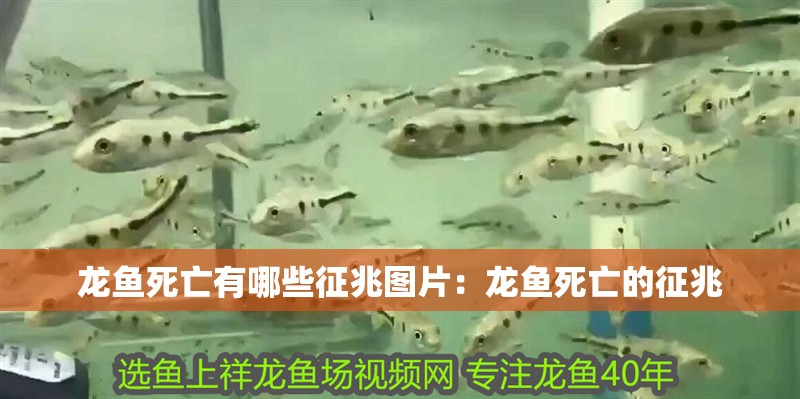 龍魚死亡有哪些征兆圖片：龍魚死亡的征兆