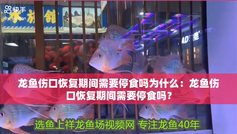 龍魚傷口恢復期間需要停食嗎為什么：龍魚傷口恢復期間需要停食嗎？