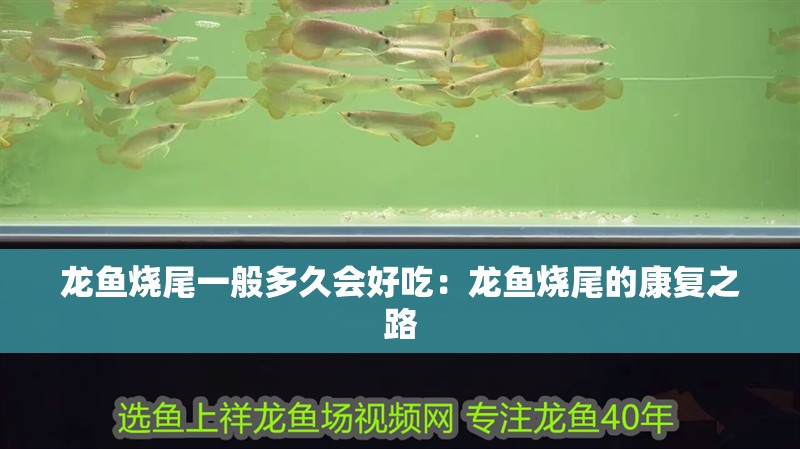 龍魚燒尾一般多久會好吃：龍魚燒尾的康復之路