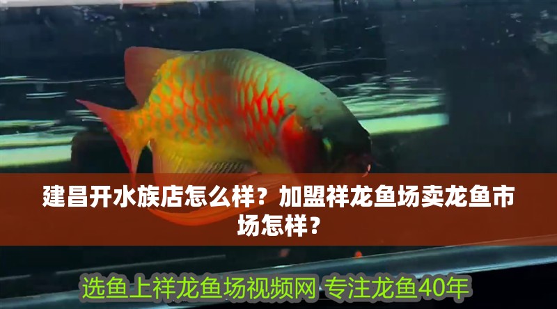 建昌開水族店怎么樣？加盟祥龍魚場賣龍魚市場怎樣？