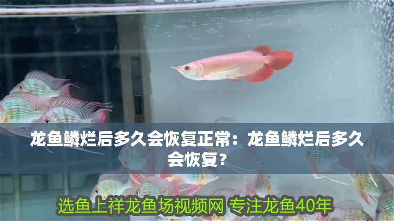龍魚鱗爛后多久會恢復正常：龍魚鱗爛后多久會恢復？