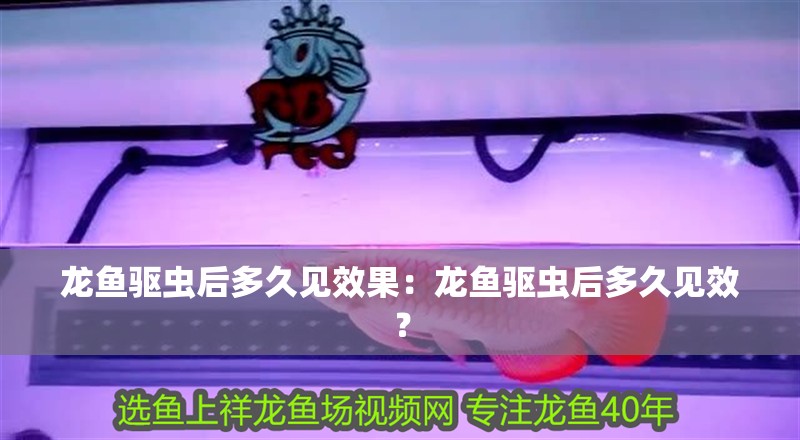 龍魚驅蟲后多久見效果：龍魚驅蟲后多久見效？
