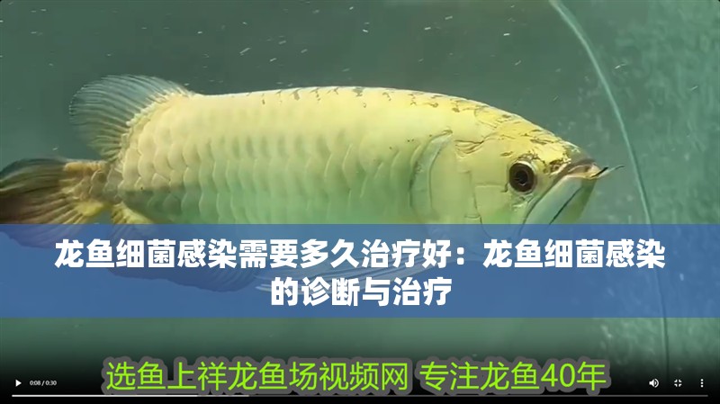 龍魚細菌感染需要多久治療好：龍魚細菌感染的診斷與治療