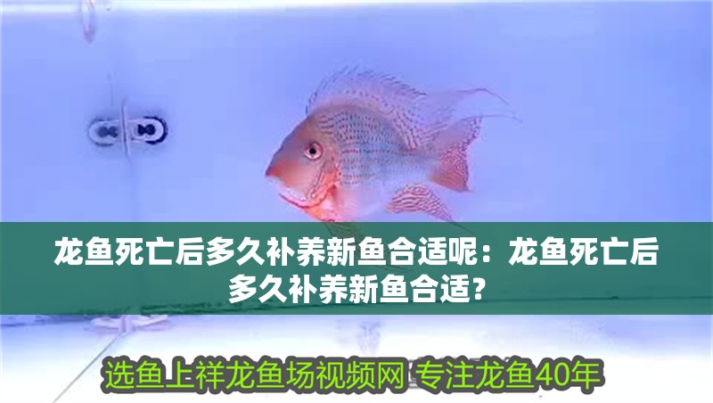 龍魚死亡后多久補(bǔ)養(yǎng)新魚合適呢：龍魚死亡后多久補(bǔ)養(yǎng)新魚合適？