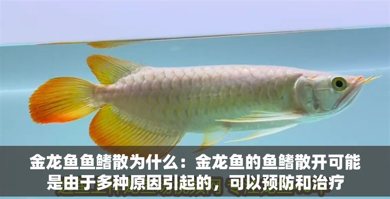 金龍魚魚鰭散為什么：金龍魚的魚鰭散開可能是由于多種原因引起的，可以預防和治療
