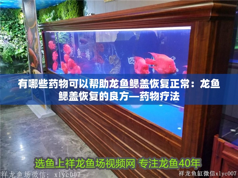 有哪些藥物可以幫助龍魚鰓蓋恢復正常：龍魚鰓蓋恢復的良方—藥物療法