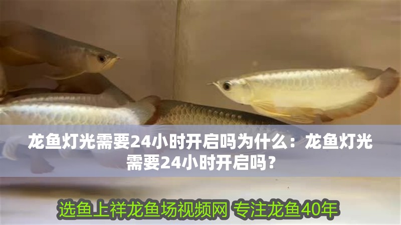 龍魚燈光需要24小時開啟嗎為什么：龍魚燈光需要24小時開啟嗎？
