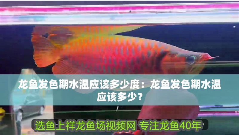 龍魚發色期水溫應該多少度：龍魚發色期水溫應該多少？