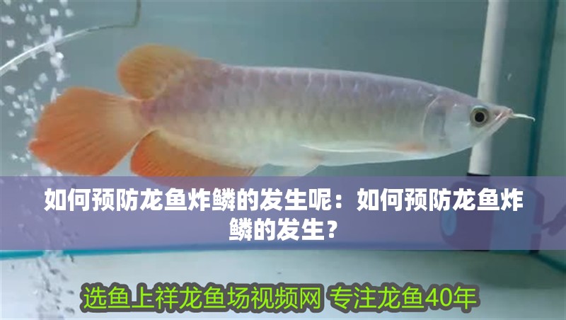 如何預防龍魚炸鱗的發生呢：如何預防龍魚炸鱗的發生？