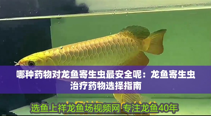 哪種藥物對(duì)龍魚寄生蟲最安全呢：龍魚寄生蟲治療藥物選擇指南