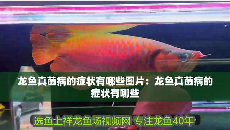 龍魚真菌病的癥狀有哪些圖片：龍魚真菌病的癥狀有哪些