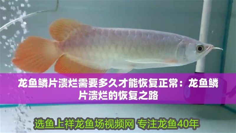 龍魚鱗片潰爛需要多久才能恢復正常：龍魚鱗片潰爛的恢復之路