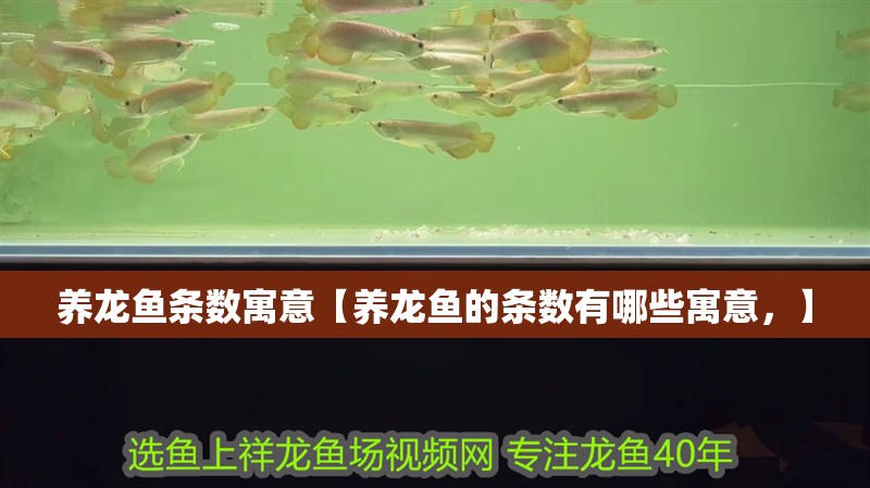 養(yǎng)龍魚(yú)條數(shù)寓意【養(yǎng)龍魚(yú)的條數(shù)有哪些寓意，】