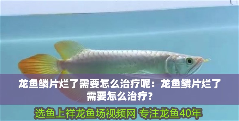 龍魚(yú)鱗片爛了需要怎么治療呢：龍魚(yú)鱗片爛了需要怎么治療？
