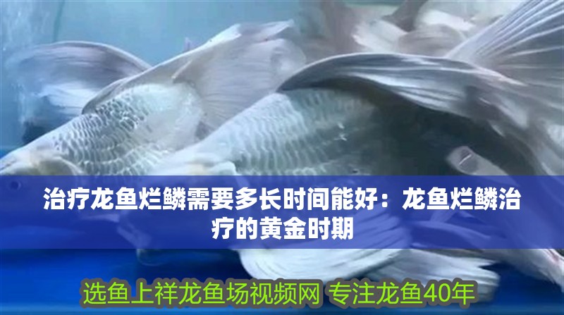 治療龍魚爛鱗需要多長時間能好：龍魚爛鱗治療的黃金時期