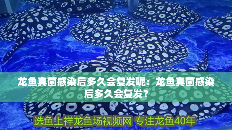 龍魚真菌感染后多久會復發(fā)呢：龍魚真菌感染后多久會復發(fā)？