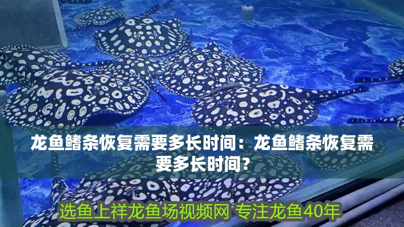 龍魚鰭條恢復需要多長時間：龍魚鰭條恢復需要多長時間？