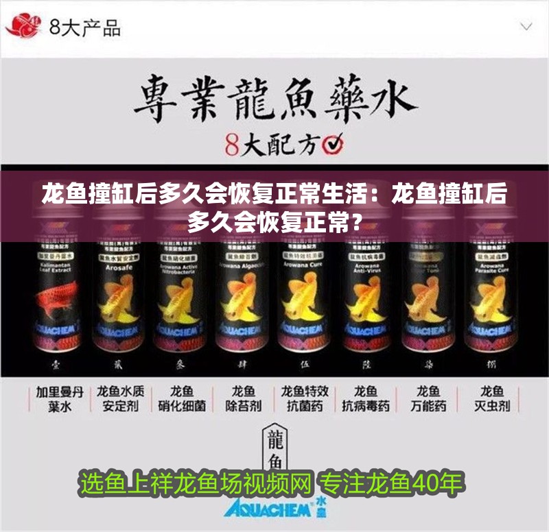 龍魚撞缸后多久會恢復正常生活：龍魚撞缸后多久會恢復正常？