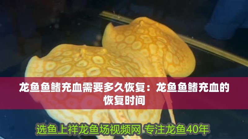 龍魚魚鰭充血需要多久恢復：龍魚魚鰭充血的恢復時間