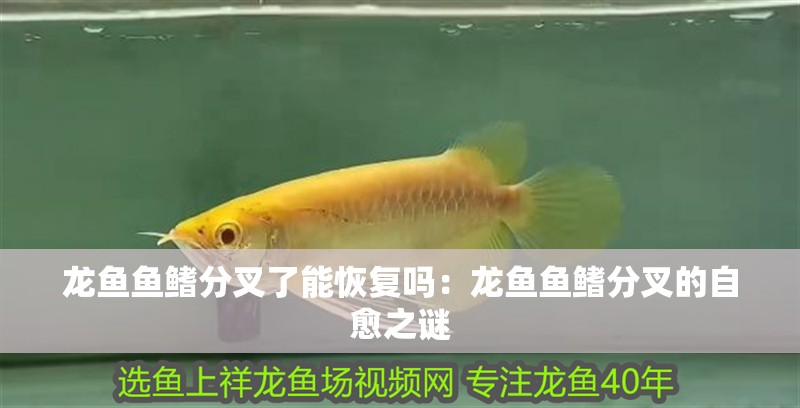 龍魚(yú)魚(yú)鰭分叉了能恢復(fù)嗎：龍魚(yú)魚(yú)鰭分叉的自愈之謎