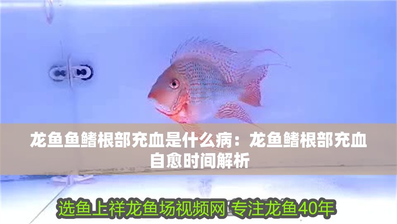 龍魚(yú)魚(yú)鰭根部充血是什么病：龍魚(yú)鰭根部充血自愈時(shí)間解析