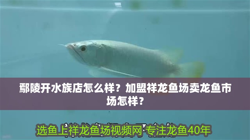 鄢陵開水族店怎么樣？加盟祥龍魚場賣龍魚市場怎樣？
