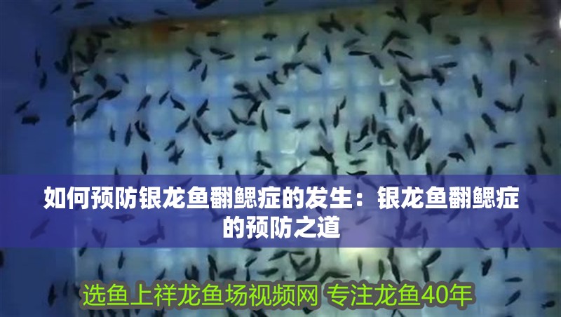 如何預防銀龍魚翻鰓癥的發生：銀龍魚翻鰓癥的預防之道